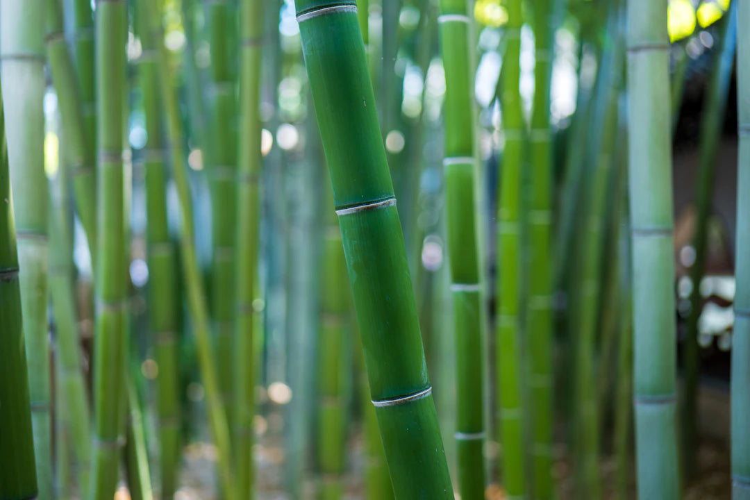 Eco-Friendly Bamboo Essentials for Your Daily Needs