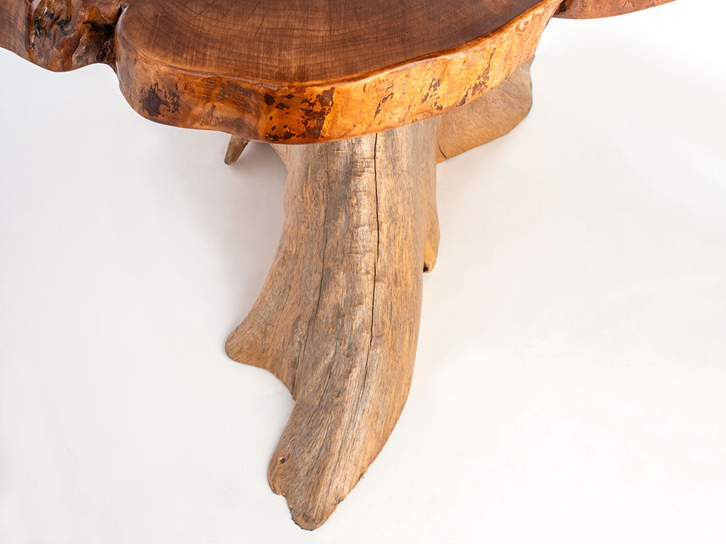 Silver Maple w/ Northern White Cedar Stump