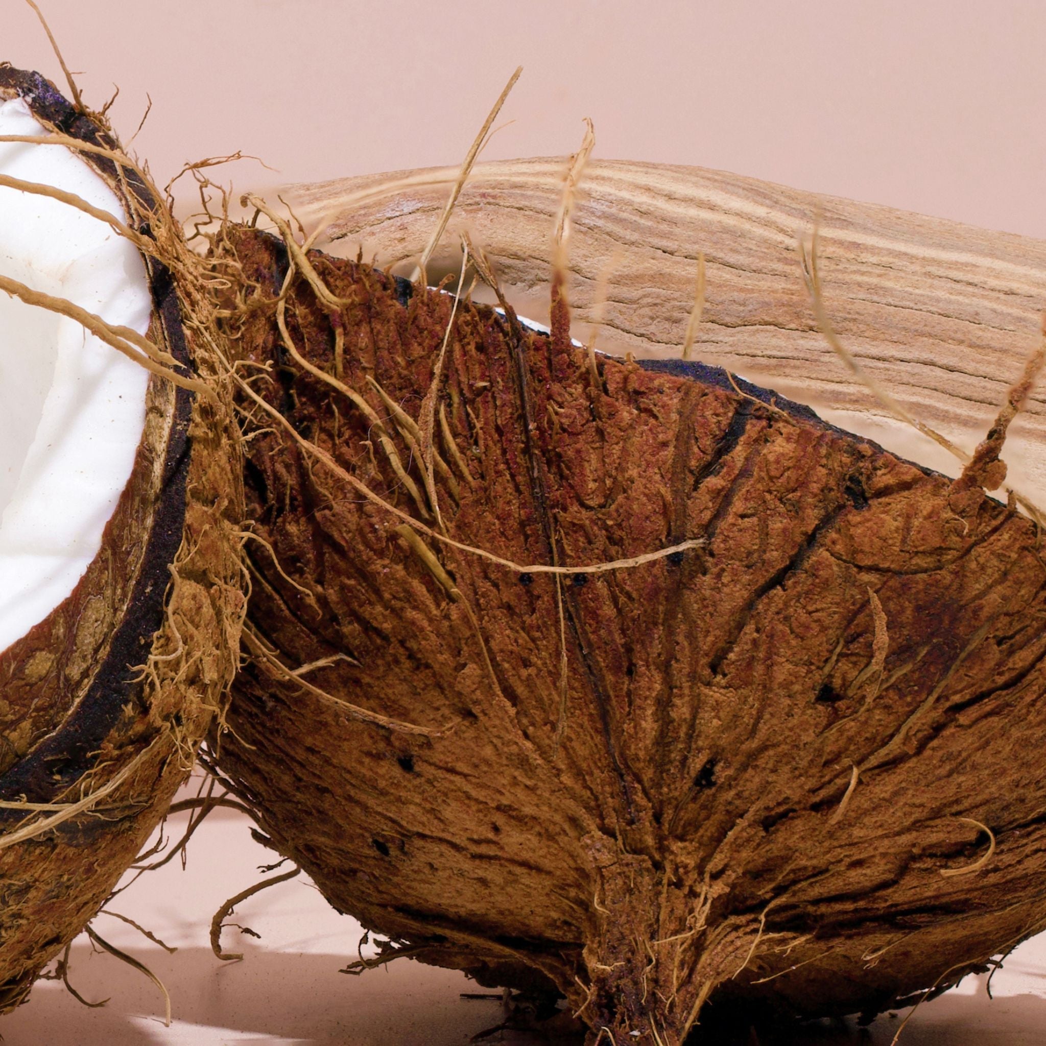 Close-up of coconut shell representing natural scent of bright spot surf shack interior spray car freshener